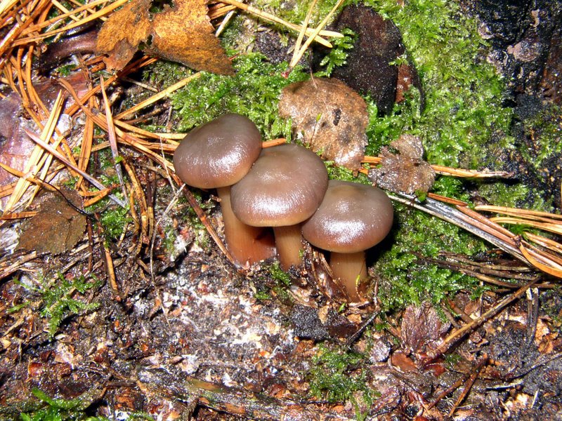 Collybia Butyracea 01
